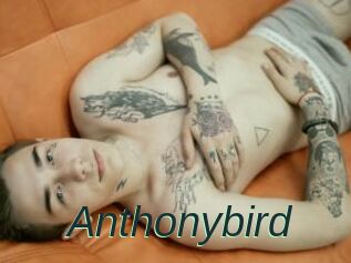 Anthonybird