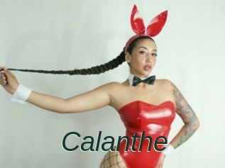 Calanthe